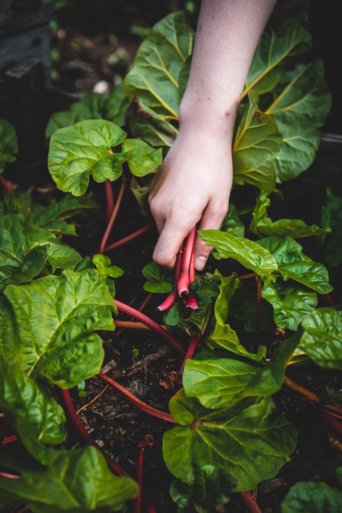 Imagen de una persona sosteniendo la planta de chile rojo